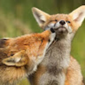 billiejostokes avatar