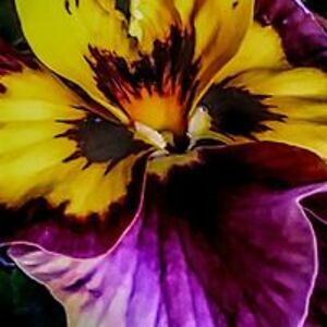 thecanadianone avatar