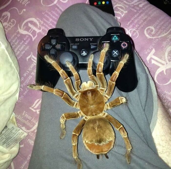 Gaming Spider