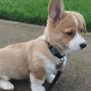 jentwistle2_je avatar