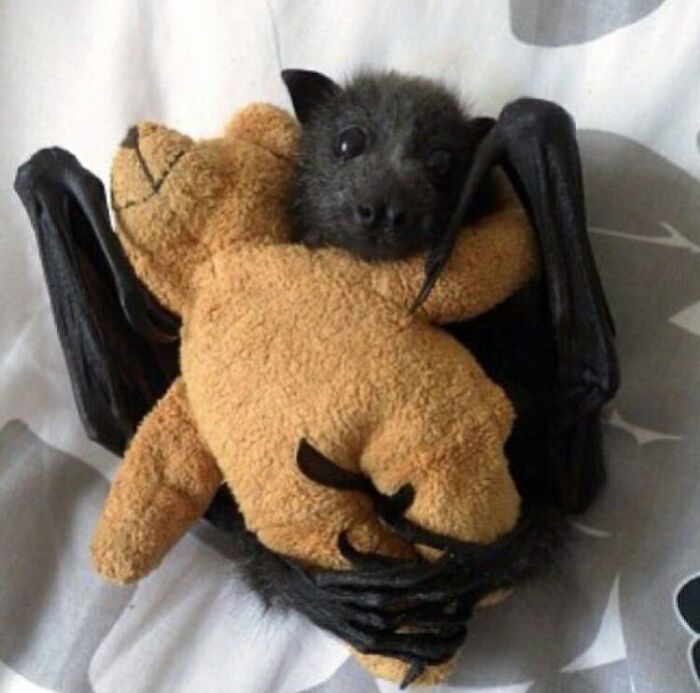 Bats Like Toys Too
