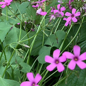 sweetiebabylon avatar