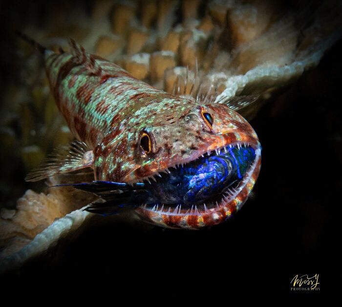 Proudly Sharing Wife’s Underwater Macro Photography From Cebu Philippines