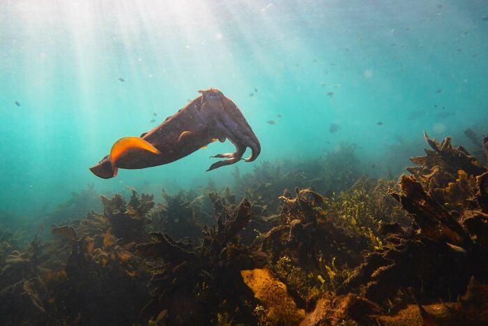 Giant Cuttlefish, Off The Coast Of Manly, Australia