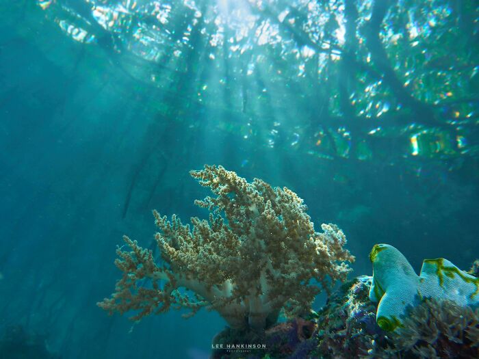 Soft Coral In The Light Passing Through The Mangroves Above
