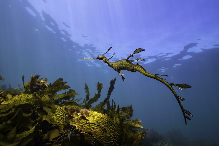 Common (Weedy) Sea Dragon Is Chosen By The Gods