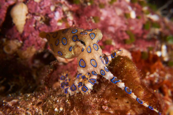 Blue Ring Octopus, Raja Ampat