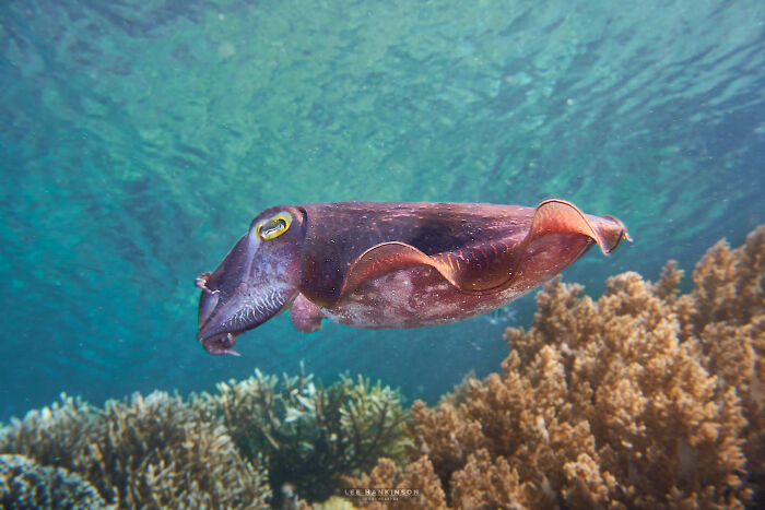 Spotted This Cuttlefish Cruising In The Soft Corals, Raja Ampat