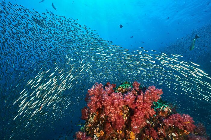 The Reefs Of Andaman Sea