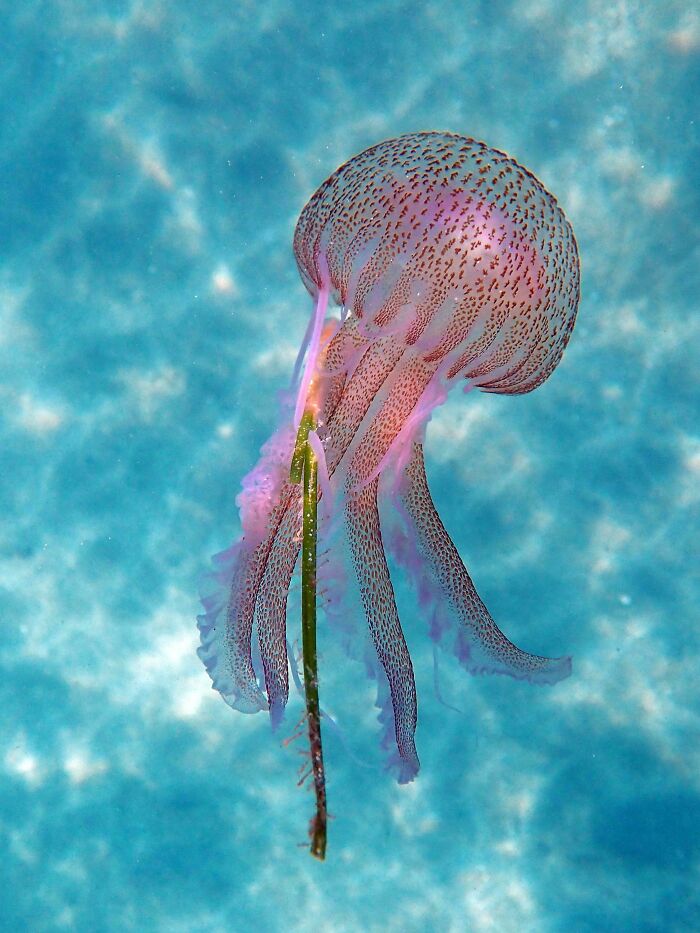 Jellyfish Olympus Tg5, Sardinia Depth Of Barely 1meter