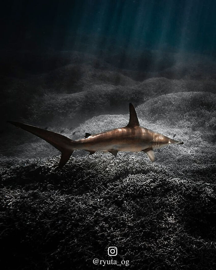 Lone Hammerhead Shark Over Staghorn Coral!