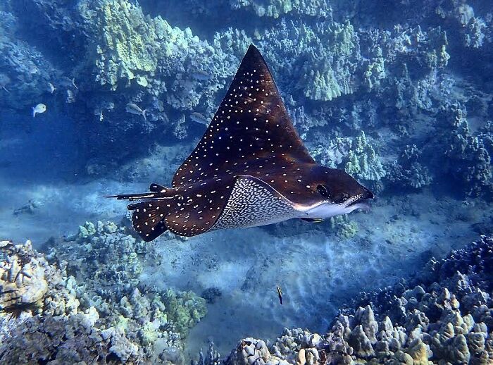 Spotted Eagle Ray Being Cleaned By Two Hawaiian Cleaner Wrasse