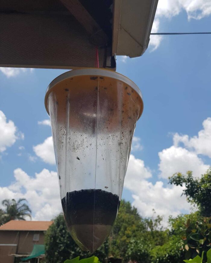 Since Our Neighbor Got Chickens We Have Had A Problem With Flies, This Flycatcher Is 2 Weeks Old