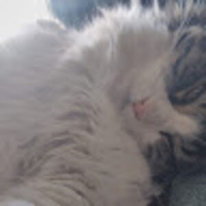 avahamlincoln avatar