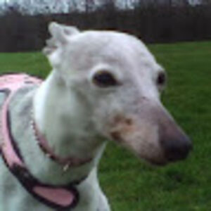 cradigsadventures avatar