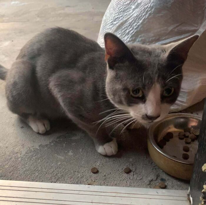 Neighbors Moved Out, Took Their Cat’s Collar, But Not The Cat