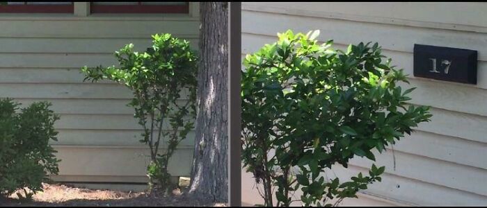 La asociación de propietarios decidió que detrás de este arbusto era un buen lugar para colocar el número de nuestra casa