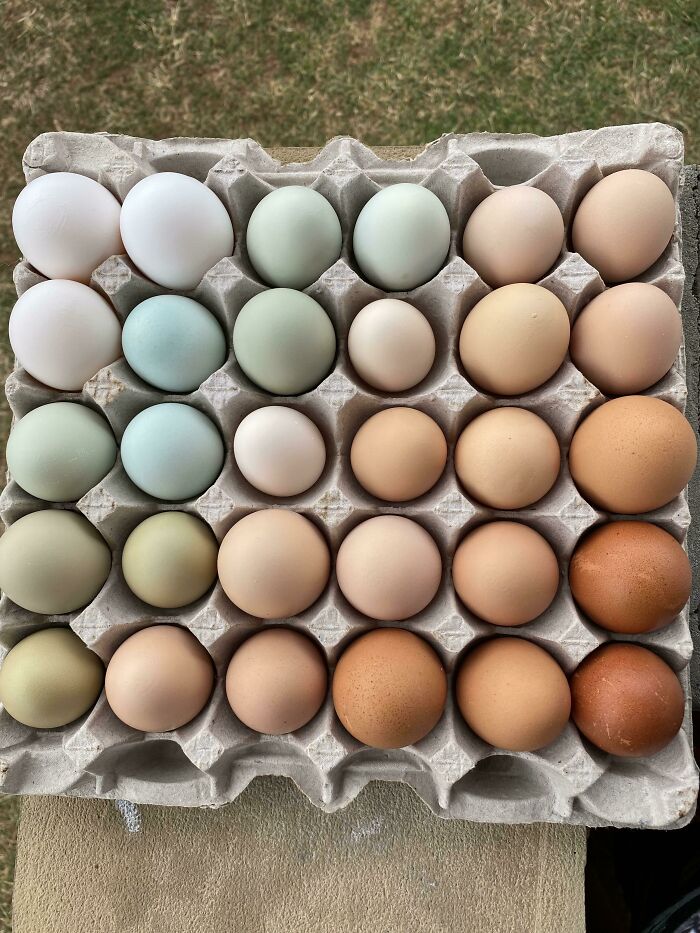 Los diferentes colores de huevos que ponen mis gallinas