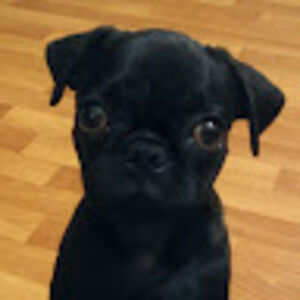 danielaguerra avatar