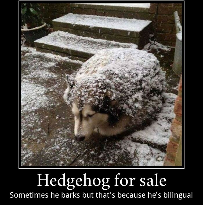 Snow Giant Hedgehog: Rare Pet, Only Found In Mountain