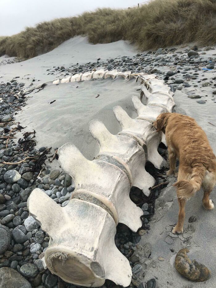 Washed Up Whale Spine, Dog For Scale