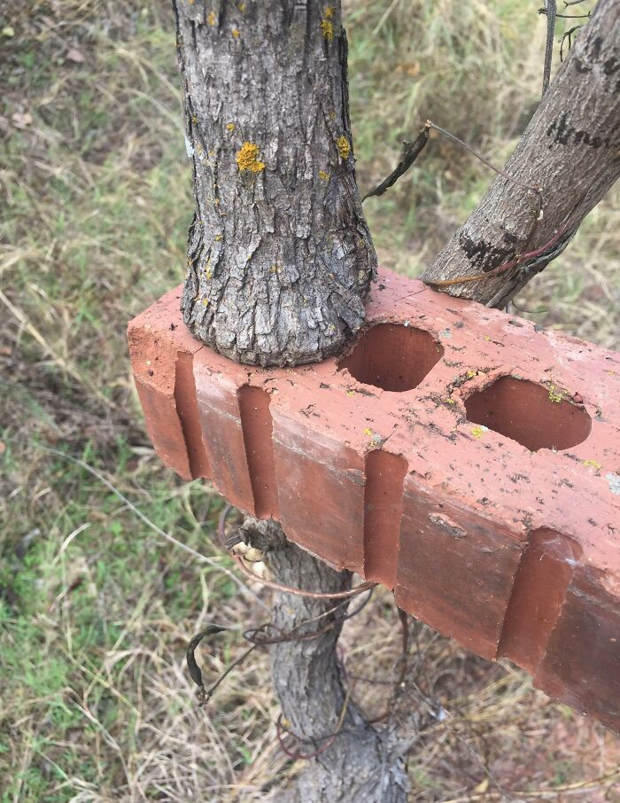 This Tree Grew Inside This Brick's Hole