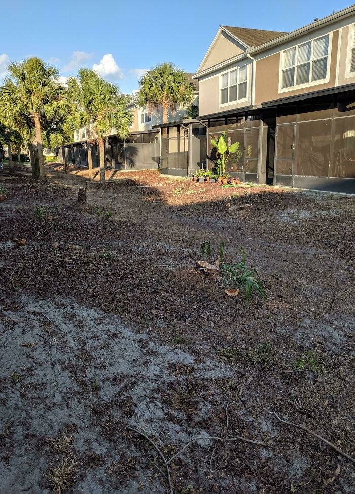 Our Hoa Illegally Gutted The Courtyard Behind Our Townhome That Contained Very Large Privacy Bushes And Protected Cypress Trees