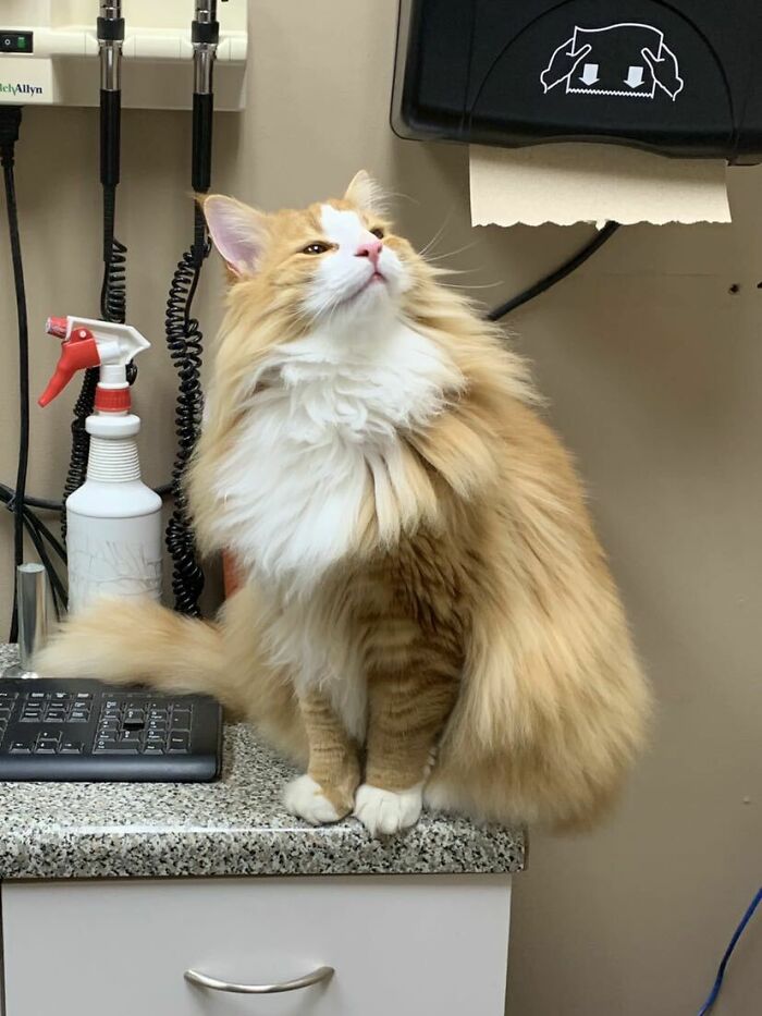 Dylan, 11 Month/Old Norwegian Forest Cat. Our Vet Tech Carried Him Around The Office To See The Rest Of The Staff For Pets And Pictures. He Was Feeling Proud