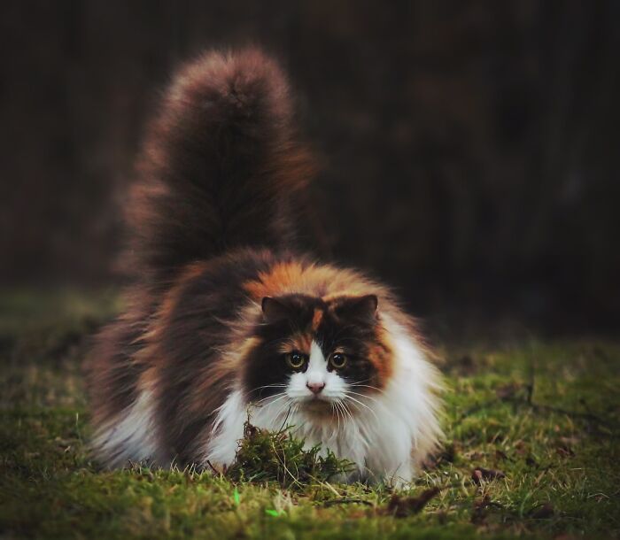 Mille, The Norwegian Forest Cat
