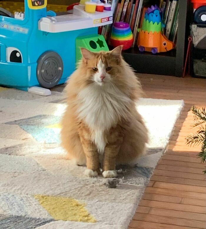 Dylan, 2 Year Old Norwegian Forest Cat. King Of The Play Room, Killer Of Cloth Mice