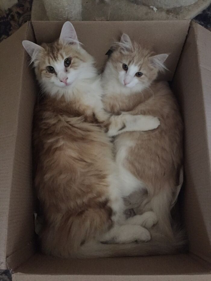 Norwegian Forest Cats Like To Snuggle