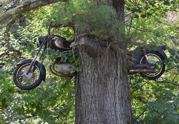 Una motocicleta en un pino. Laconia, Nuevo Hampshire