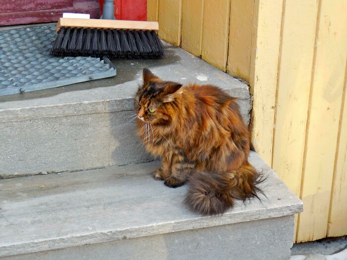 A Norwegian Forest Cat I Met During My Travels!