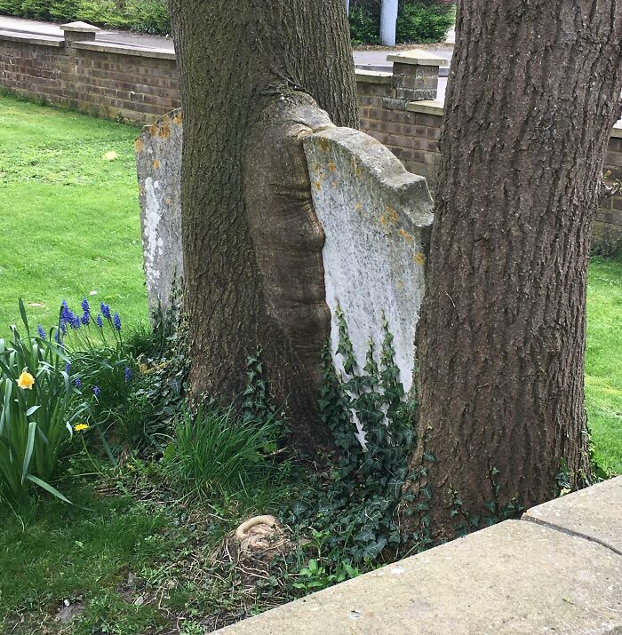 This Gravestone Being Swallowed By A Tree