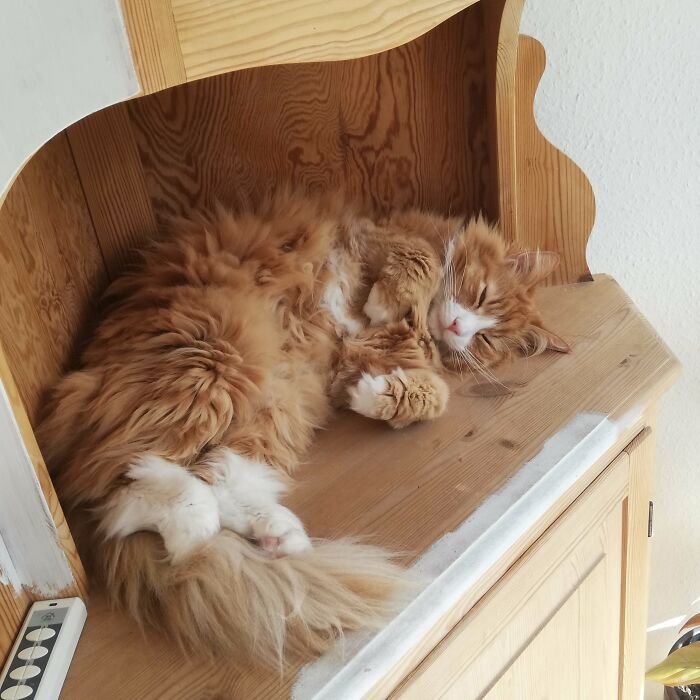 This Is My Cat, Hercules. A Norwegian Forest Cat. Just Look At Him Sleep