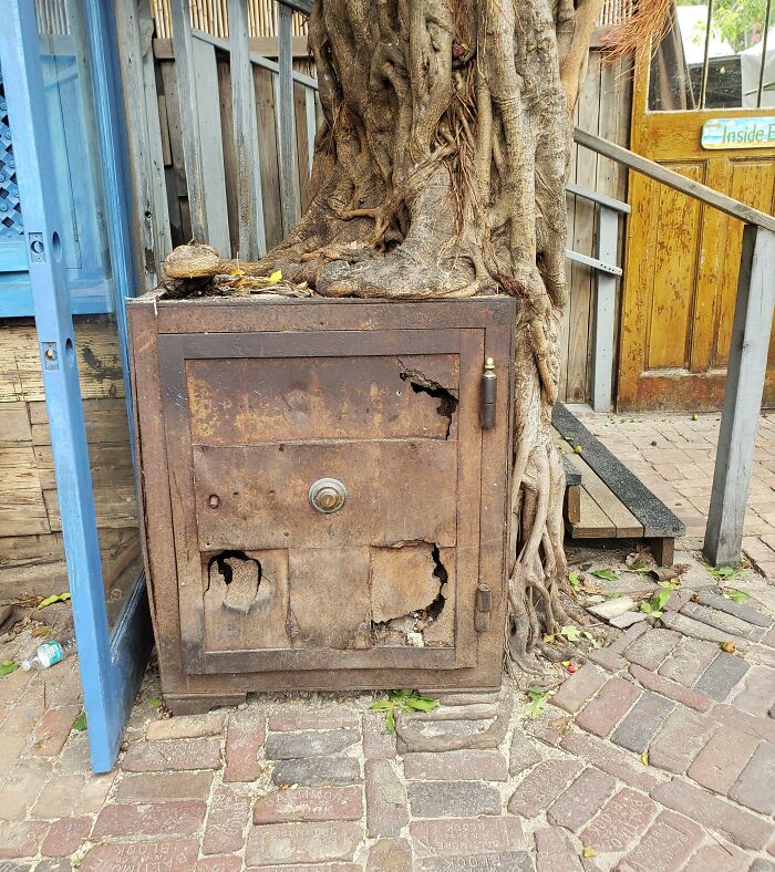 This Ficus Tree That Grew Around This Safe