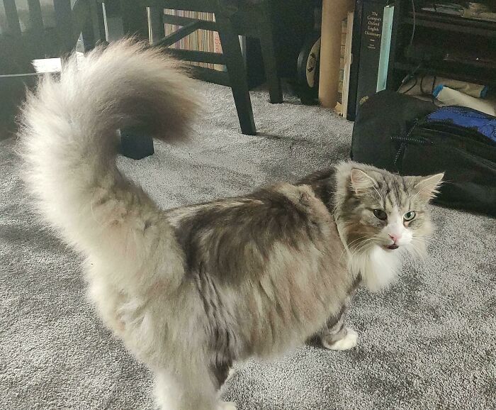 I Think Loki, Our Norwegian Forest Cat Would Fit In Well Here?