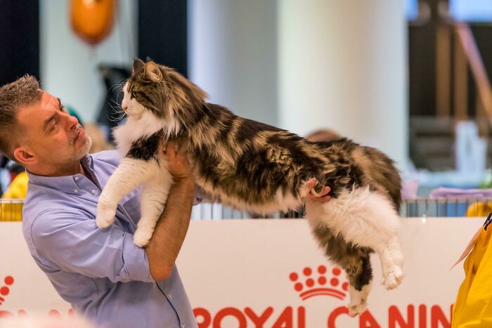 Attended A Cat Show This Weekend This Was One Of Our Competitors That Later Became Best In Show. A Beautiful Norwegian Forest Cat Named Cornelis 