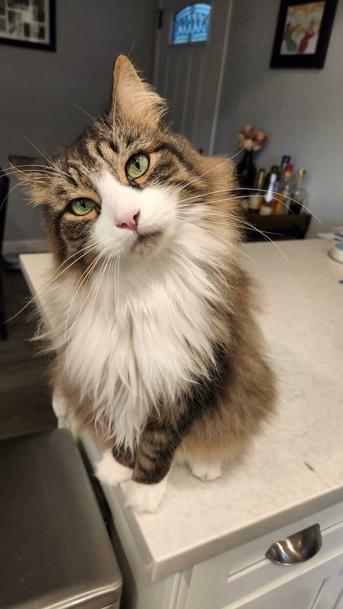 This Is Sawyer The Norwegian Forest Cat, And Today He Turned 11