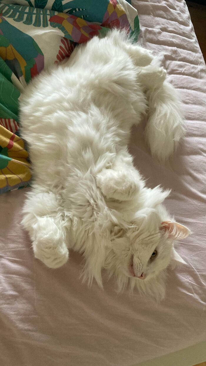 This Floof Is Leo. A Norwegian Forest Cat Who Loves Chilling On Our Bed With Curledfeetsies