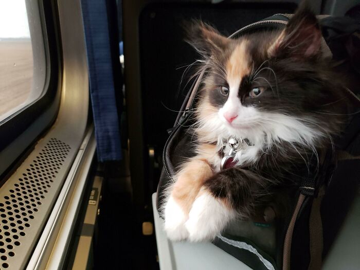 Meet Astrid, My New 9-Week-Old Norwegian Forest Cat. She's Enjoying The Train Home From K.C. To Chicago