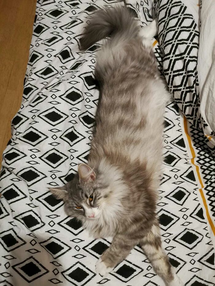 My Long Long Girl 9 Months Old Norwegian Forest Cat