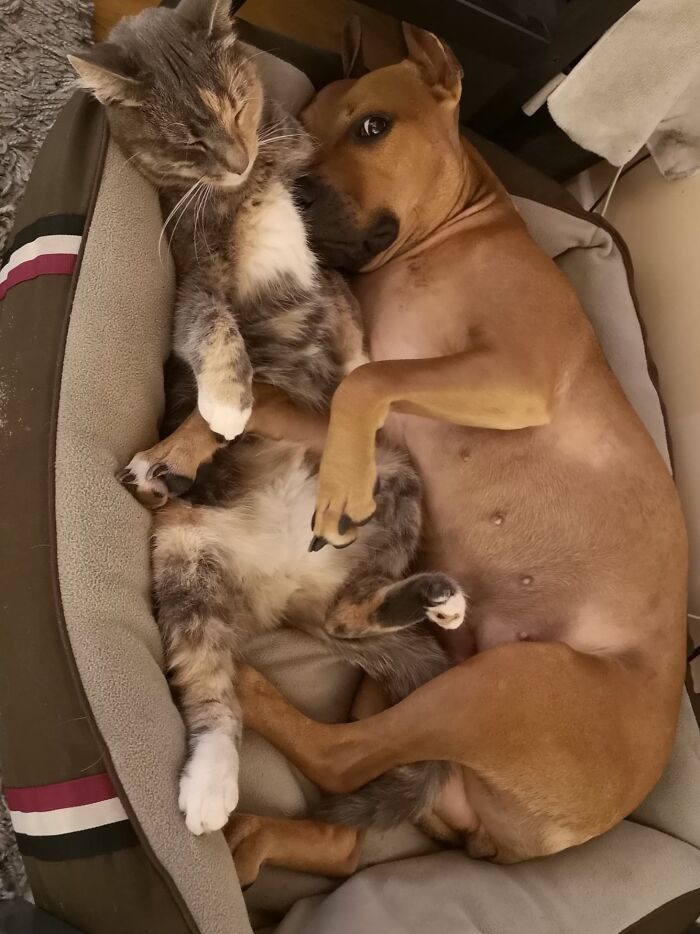 "They Will Never Get Along!" They Said About My Female Pit Bull And Forest Cat