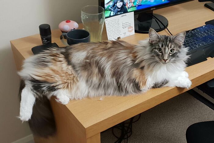Our Gorgeous Norwegian Forest Cat Freya