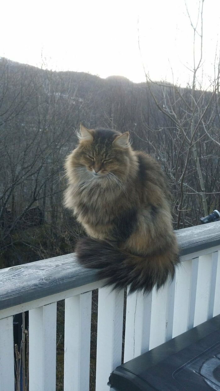 This Is Frøya. My Norwegian Forest Cat