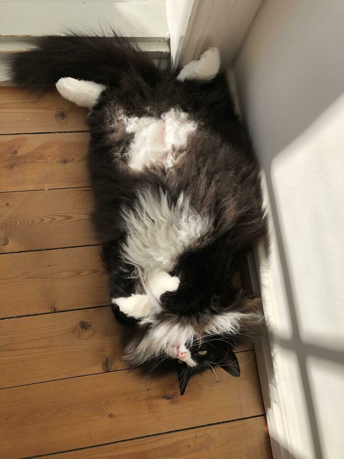 My Furball Of A Norwegian Forest Cat