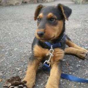 ryannapierart avatar