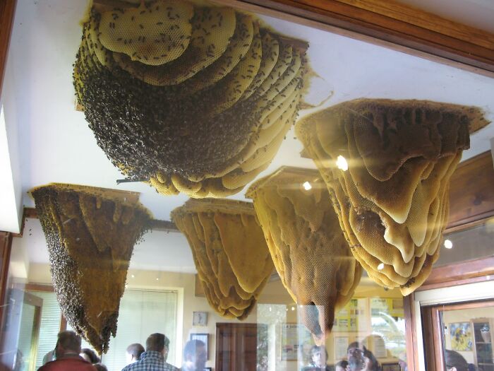Giant Hives Hanging From The Ceiling Enclosed In A Glass Case With Outdoor Access At “Home Of Bees” In Poyales Del Hoyo, Spain