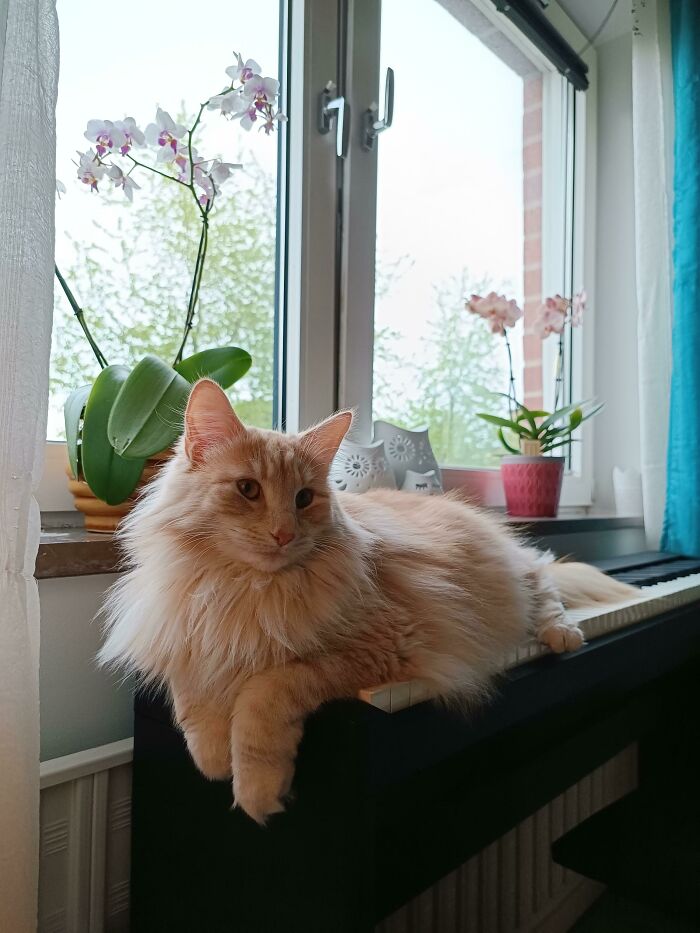Juno The Norwegian Forest Cat Likes The Piano