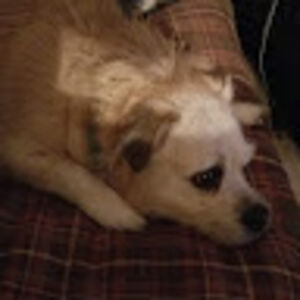 francescajordan avatar